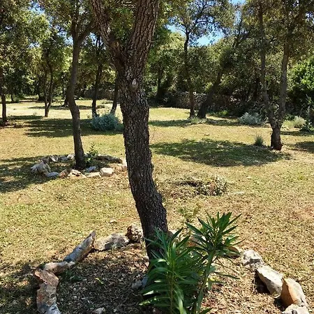 Campsite Sugar *