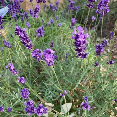 Sugar مكان تخييم ماندري