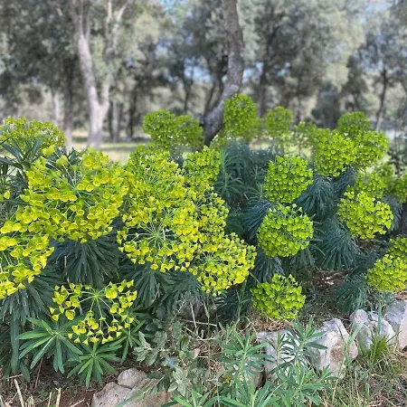 Sugar مكان تخييم *