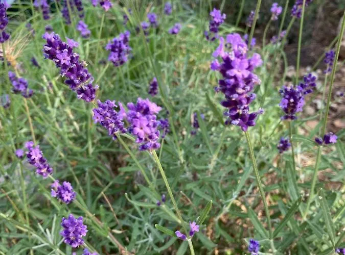 Sugar Campeggio Mandre