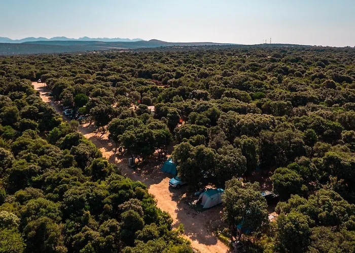 Sugar Camping Mandre